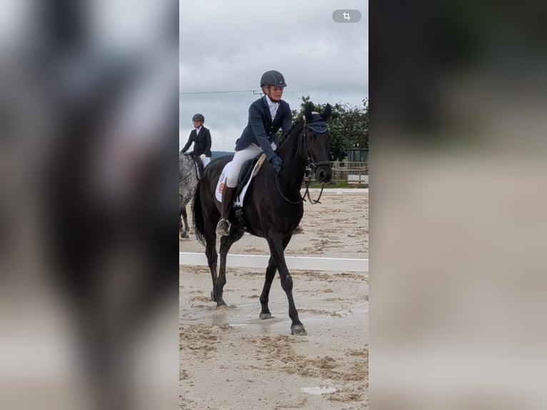 KWPN Merrie 8 Jaar 170 cm Donkerbruin in Niederpr&#xFC;m