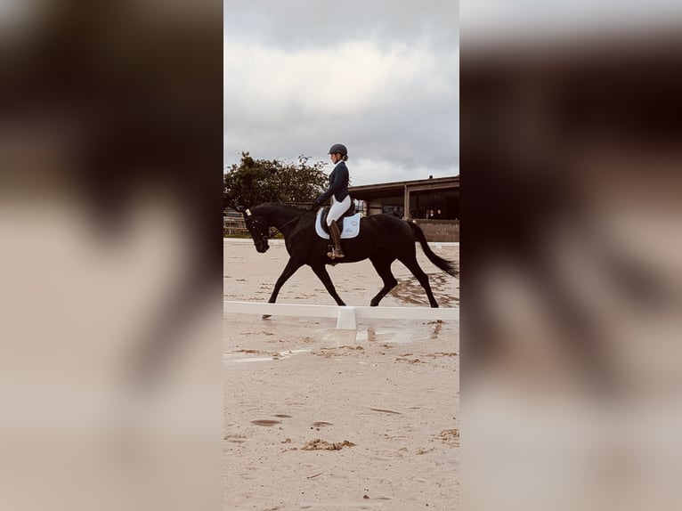 KWPN Merrie 8 Jaar 170 cm Donkerbruin in Niederpr&#xFC;m