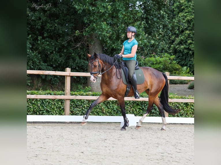 KWPN Merrie 8 Jaar 170 cm Donkerbruin in Wezup