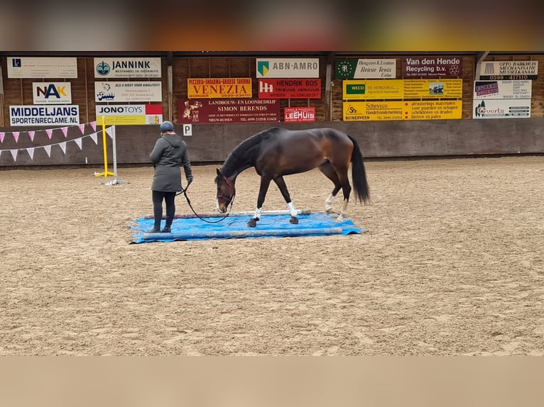 KWPN Merrie 8 Jaar 170 cm Donkerbruin in Wezup