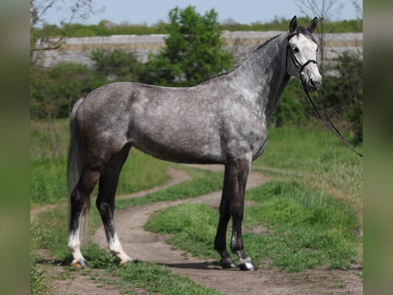 KWPN Merrie 8 Jaar 170 cm Schimmel in Beelitz