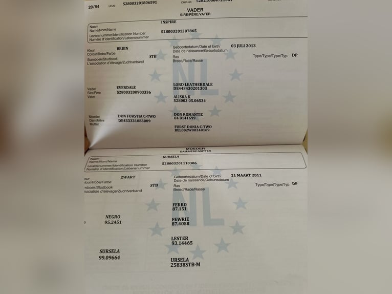 KWPN Merrie 8 Jaar 170 cm Zwart in Kossuth Lajos 19