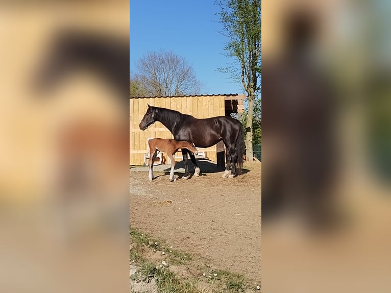 KWPN Merrie 8 Jaar 170 cm Zwart in Haacht KWPN Merrie 8 Jaar 170 cm Zwart in Haacht