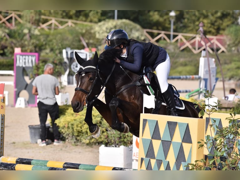 KWPN Merrie 8 Jaar 170 cm Zwart in Chieti