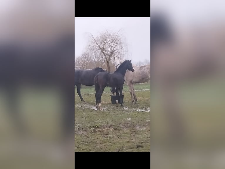 KWPN Merrie 8 Jaar 170 cm Zwartbruin in Haacht