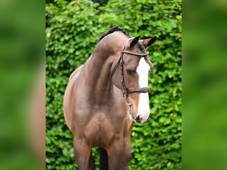 KWPN Merrie 8 Jaar 171 cm Donkerbruin in Bladel