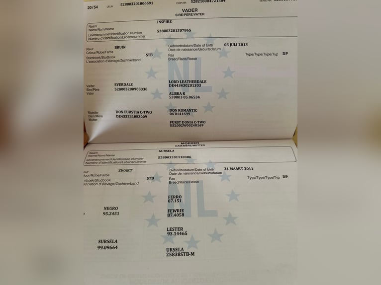 KWPN Merrie 8 Jaar 171 cm Zwart in Csabacsűd