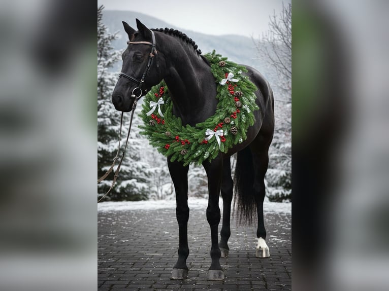 KWPN Merrie 8 Jaar 171 cm Zwart in Csabacsűd