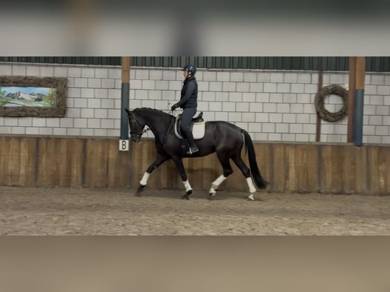 KWPN Merrie 8 Jaar 171 cm Zwart in Oud Gastel