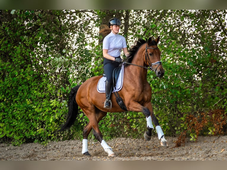 KWPN Merrie 8 Jaar 172 cm Bruin in Elst