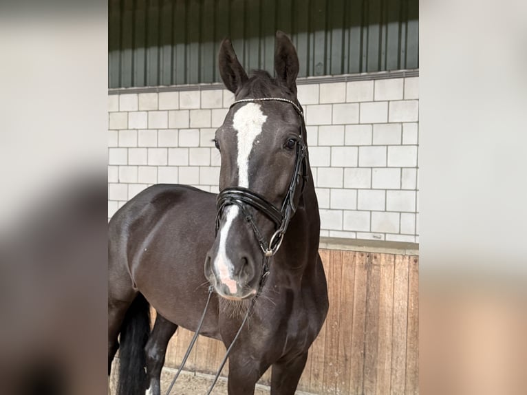 KWPN Merrie 8 Jaar 172 cm Zwart in Oud Gastel