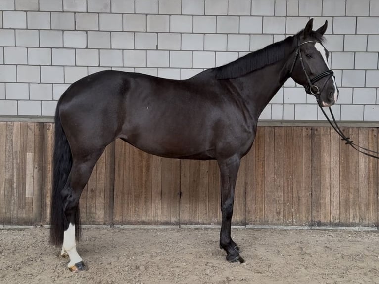 KWPN Merrie 8 Jaar 172 cm Zwart in Oud Gastel