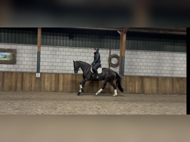 KWPN Merrie 8 Jaar 172 cm Zwart in Oud Gastel