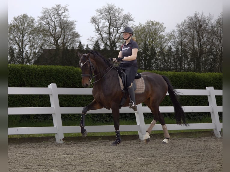 KWPN Merrie 8 Jaar 173 cm Donkerbruin in Schaijk