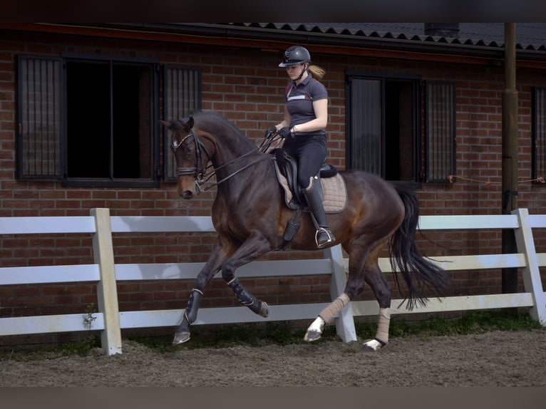 KWPN Merrie 8 Jaar 173 cm Donkerbruin in Schaijk