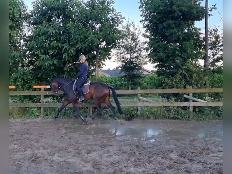 KWPN Merrie 8 Jaar 173 cm Donkerbruin in Beek en Donk