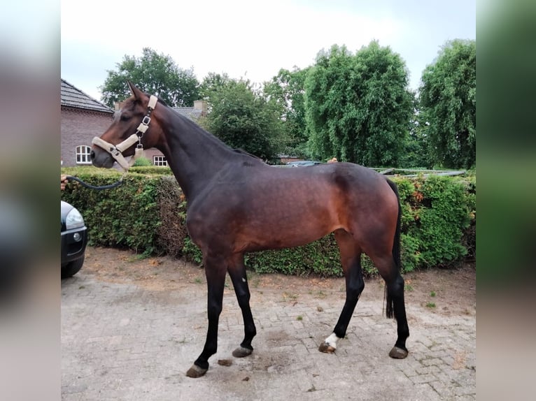 KWPN Merrie 8 Jaar 173 cm Donkerbruin in Beek en Donk