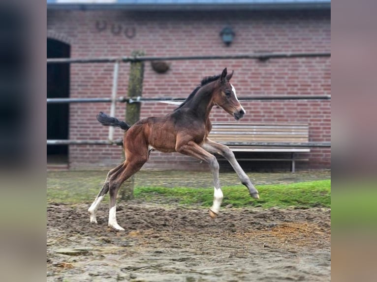 KWPN Merrie 8 Jaar 173 cm Donkerbruin in Beek en Donk