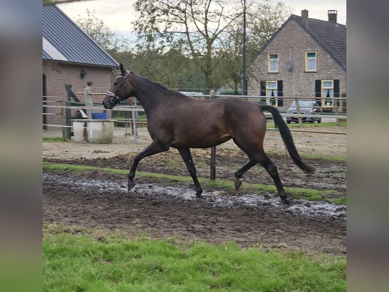 KWPN Merrie 8 Jaar 173 cm Donkerbruin in Beek en Donk