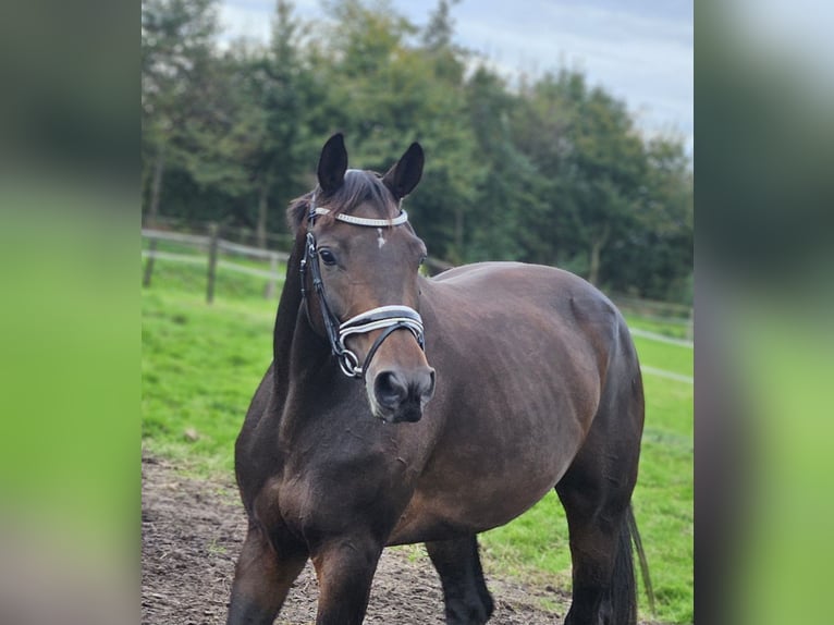 KWPN Merrie 8 Jaar 173 cm Donkerbruin in Beek en Donk