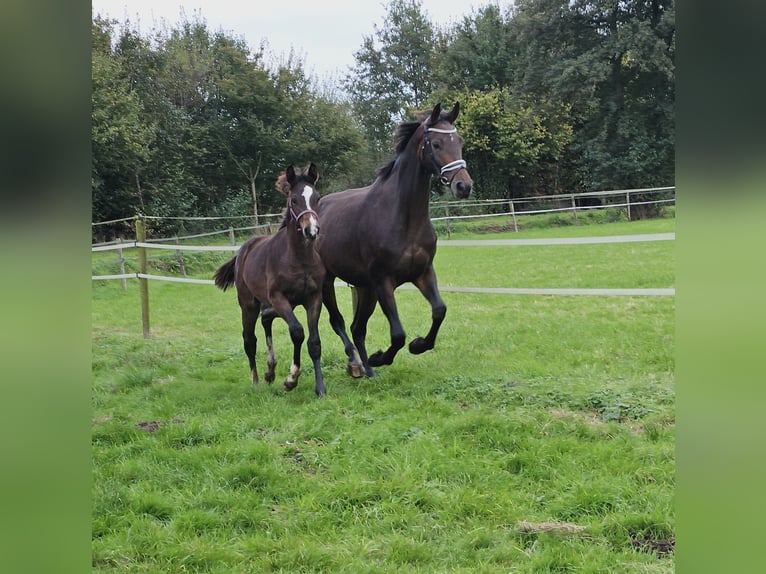 KWPN Merrie 8 Jaar 173 cm Donkerbruin in Beek en Donk