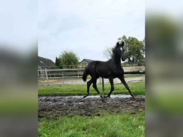 KWPN Merrie 8 Jaar 173 cm Donkerbruin in Beek en Donk