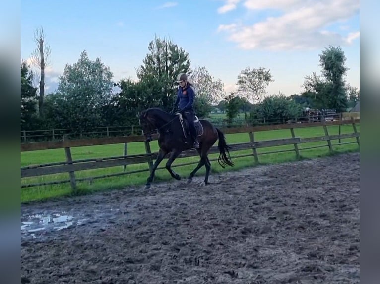 KWPN Merrie 8 Jaar 173 cm Donkerbruin in Beek en Donk