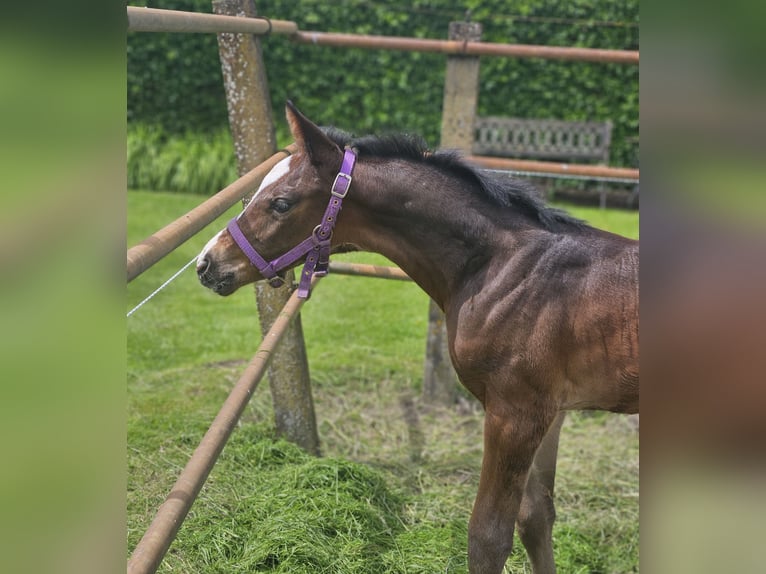 KWPN Merrie 8 Jaar 173 cm Donkerbruin in Beek en Donk