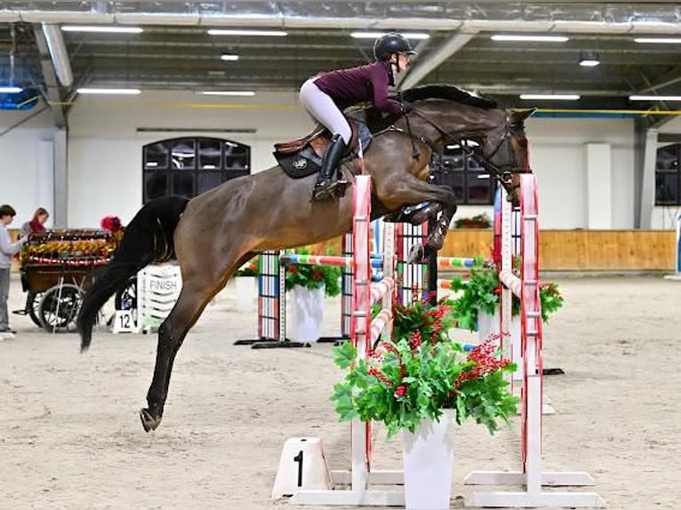 KWPN Merrie 8 Jaar 174 cm Roodbruin in Olsztynek