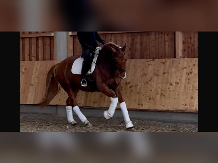 KWPN Merrie 8 Jaar 174 cm Vos in Geratskirchen