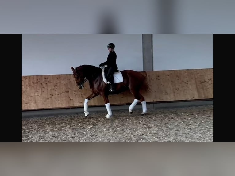 KWPN Merrie 8 Jaar 174 cm Vos in Geratskirchen