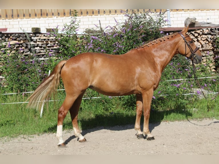 KWPN Merrie 8 Jaar 174 cm Vos in Geratskirchen
