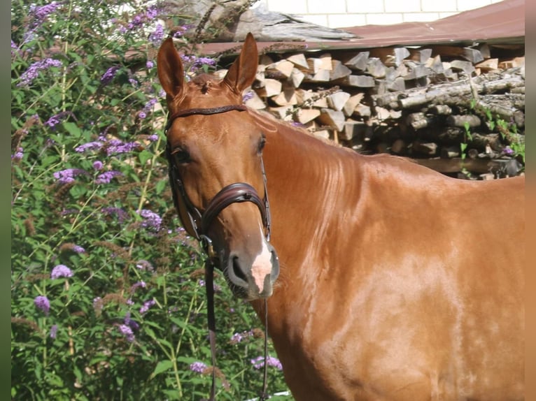 KWPN Merrie 8 Jaar 174 cm Vos in Geratskirchen