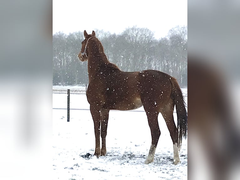 KWPN Merrie 8 Jaar 174 cm Vos in Noordscheschut