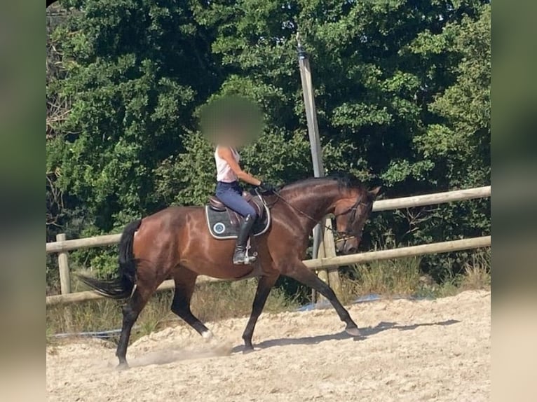 KWPN Merrie 8 Jaar 175 cm Bruin in Cognac