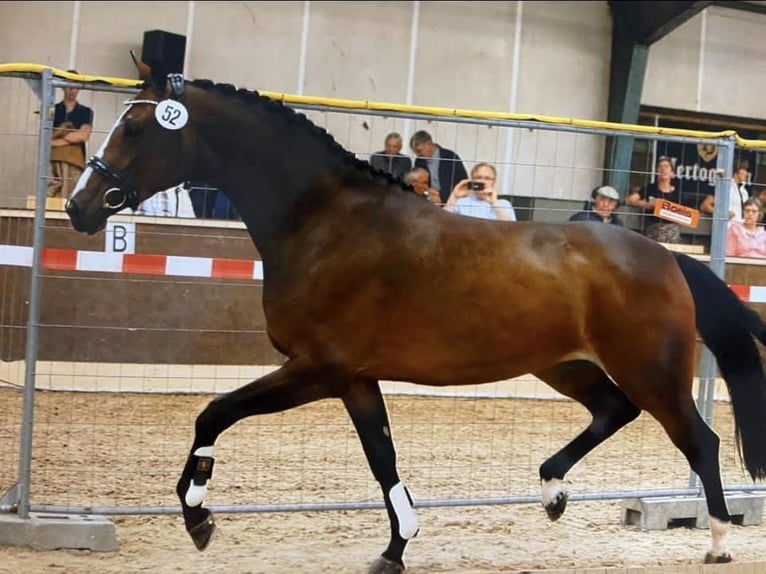 KWPN Merrie 8 Jaar 175 cm Bruin in Wezup