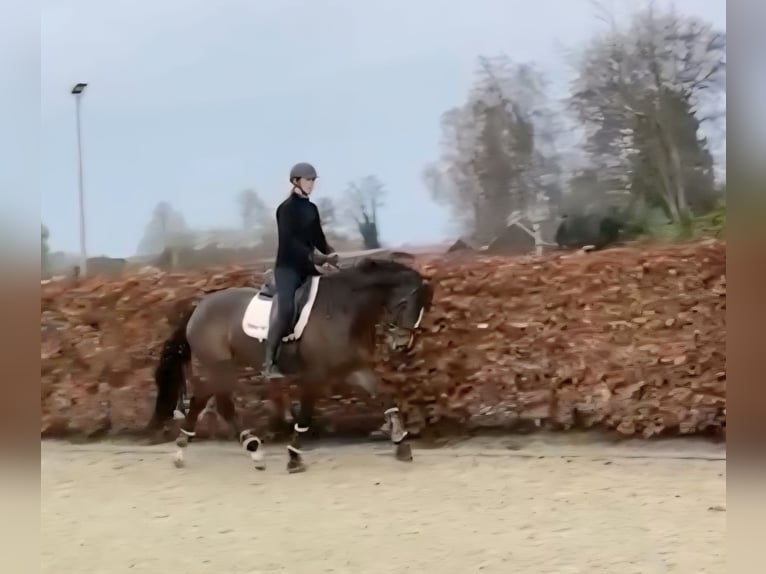 KWPN Merrie 8 Jaar 175 cm Bruin in Wezup