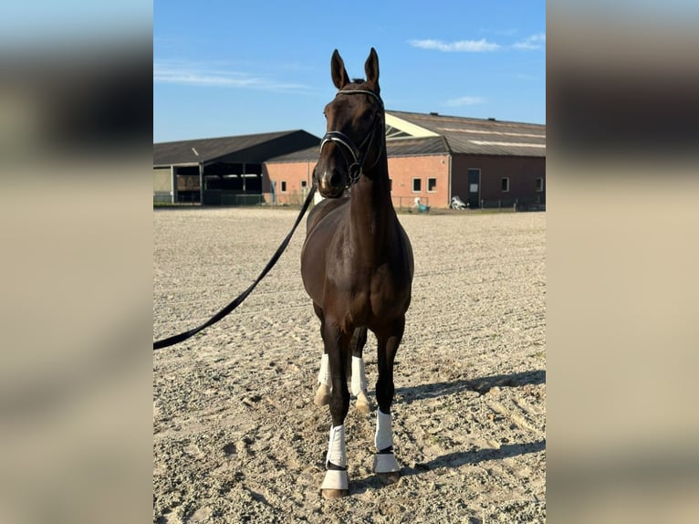 KWPN Merrie 8 Jaar 175 cm Donkerbruin in Hulten