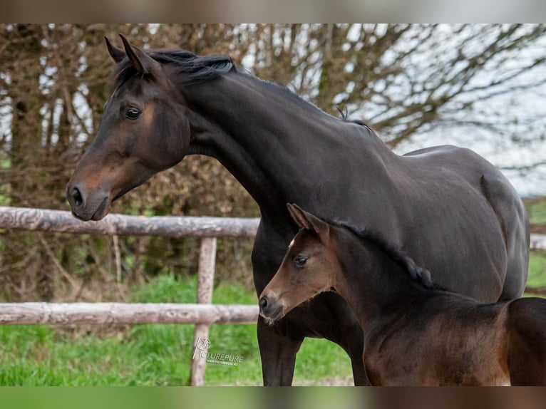 KWPN Merrie 8 Jaar 175 cm Zwartbruin in Elen