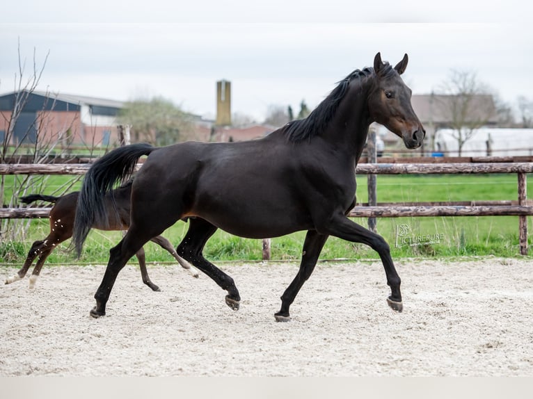 KWPN Merrie 8 Jaar 175 cm Zwartbruin in Elen