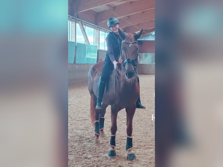 KWPN Merrie 8 Jaar 178 cm Vos in Wals