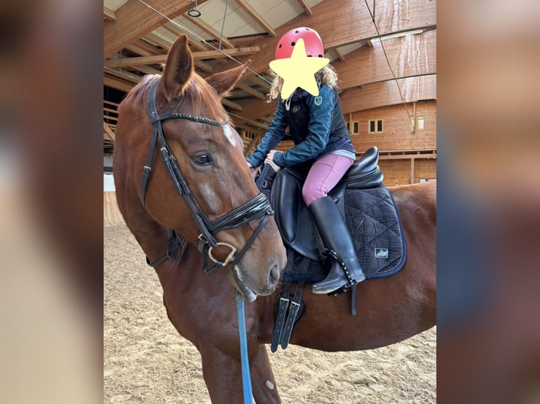 KWPN Merrie 8 Jaar 178 cm Vos in Wals