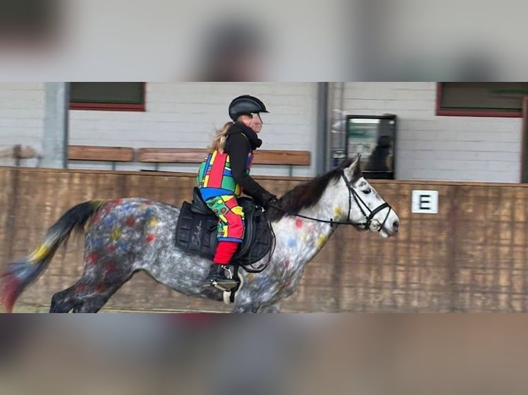 KWPN Mix Merrie 9 Jaar 142 cm Appelschimmel in Goch