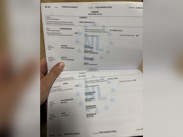 KWPN Merrie 9 Jaar 160 cm Zwartbruin in Wilsum