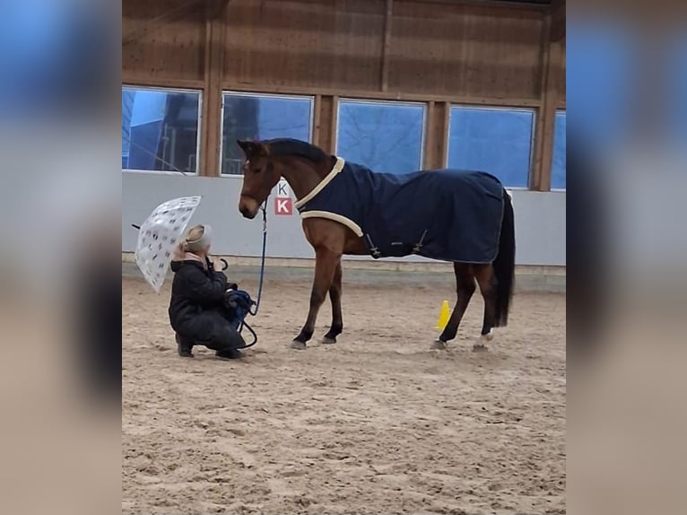KWPN Merrie 9 Jaar 162 cm Bruin in DenzlingenDenzlingen