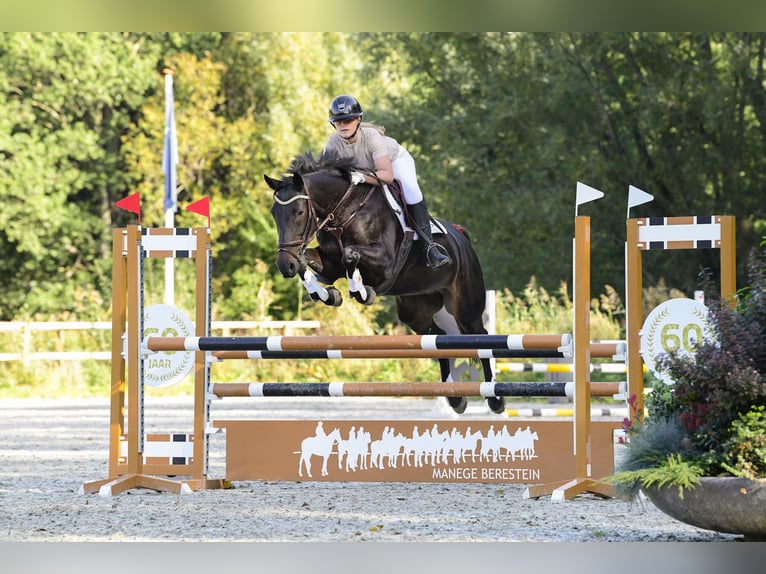 KWPN Merrie 9 Jaar 162 cm Zwart in Wilnis