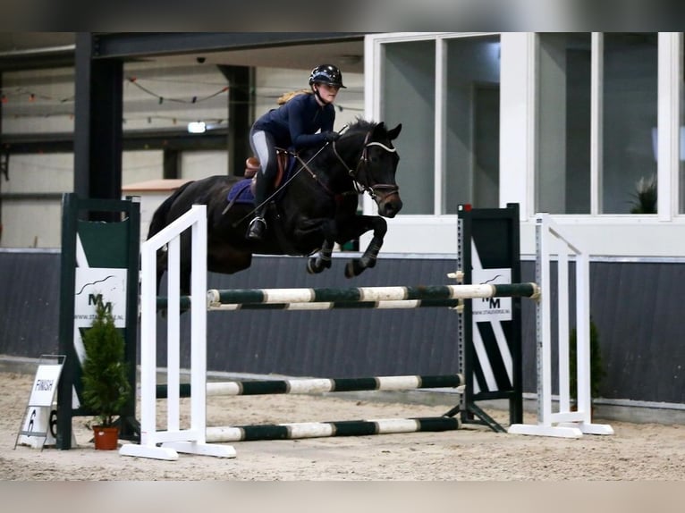 KWPN Merrie 9 Jaar 162 cm Zwart in Wilnis