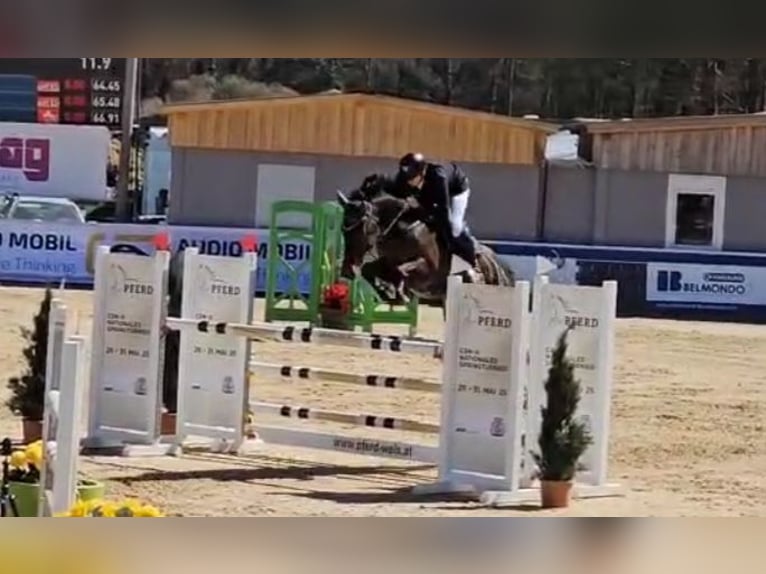 KWPN Merrie 9 Jaar 163 cm Bruin in Sankt Wolfgang