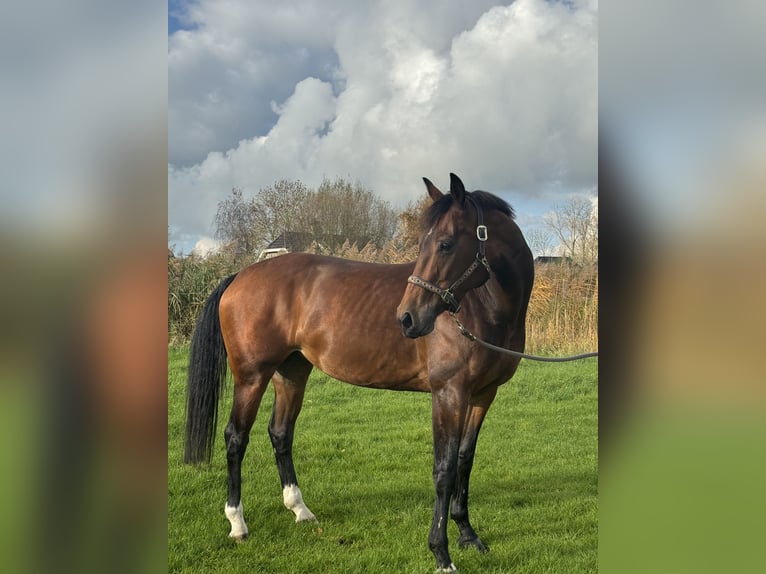 KWPN Merrie 9 Jaar 163 cm Donkerbruin in Breukelen