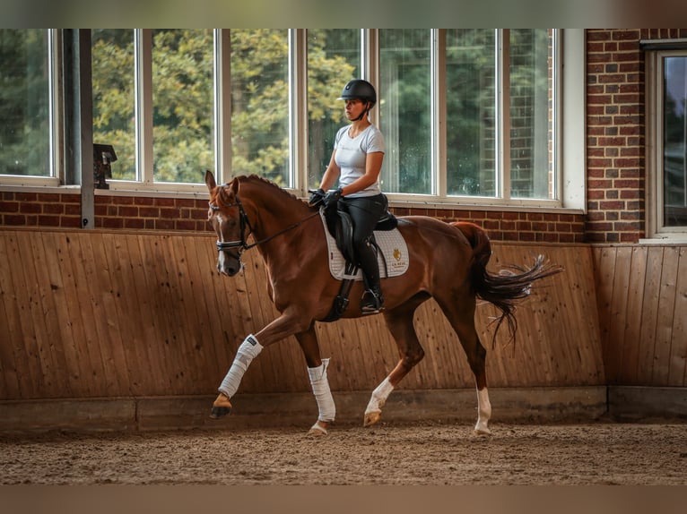 KWPN Merrie 9 Jaar 163 cm Donkere-vos in Goch